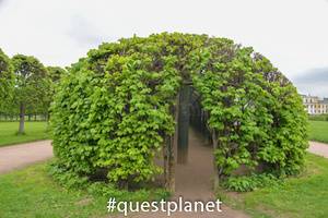 Зеленые изгороди «берсо» 